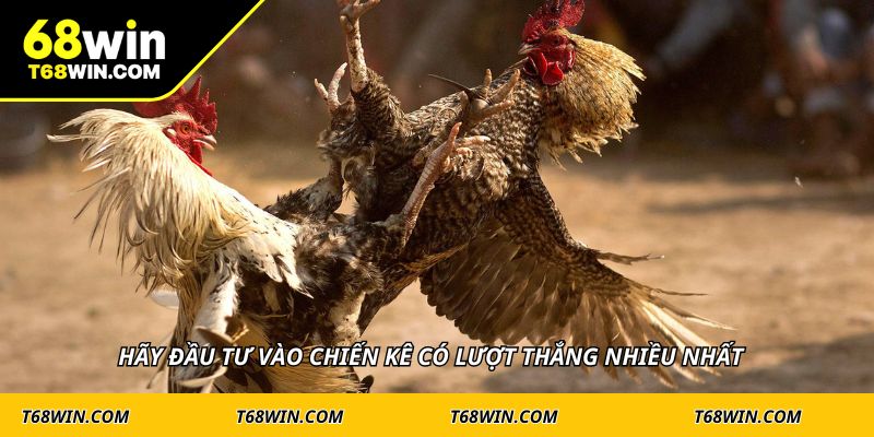 Hãy đầu tư vào chiến kê có lượt thắng nhiều nhất