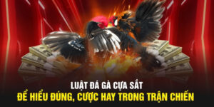 Đá Gà Cựa Sắt